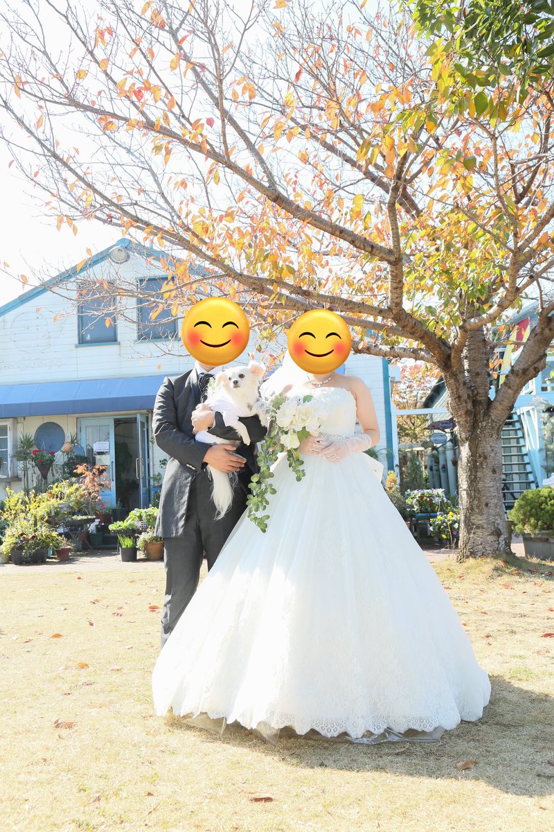 comcomcomg's tweet image. ことしは かいぬしたち いそがしそうで
ぼくもいつもとちがう ふくをきてしゃしんをとったりした
ぼくは はるになったら おにいちゃんになるらしい