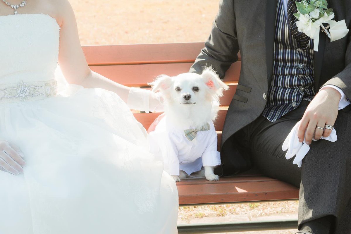 comcomcomg's tweet image. ことしは かいぬしたち いそがしそうで
ぼくもいつもとちがう ふくをきてしゃしんをとったりした
ぼくは はるになったら おにいちゃんになるらしい