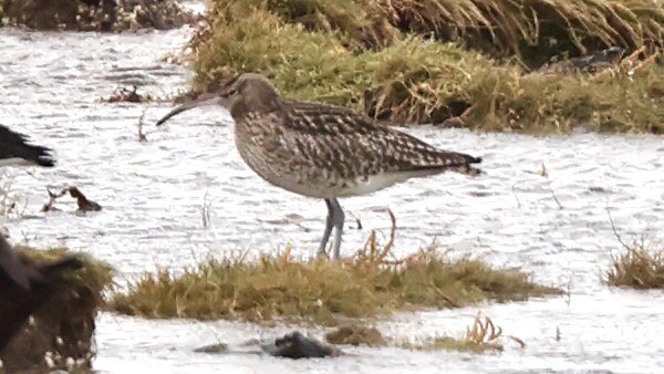 #ManxBirdRace Day 6

No new birds spotted today, the penultimate day of the race, but 3 earlier reports have now been verified: Whimbrel, Long-eared Owl, Crossbill, taking the tally to a record-breaking 121 !!

Check out which species are yet to be seen at manxbirdlife.im/sightings/chri…