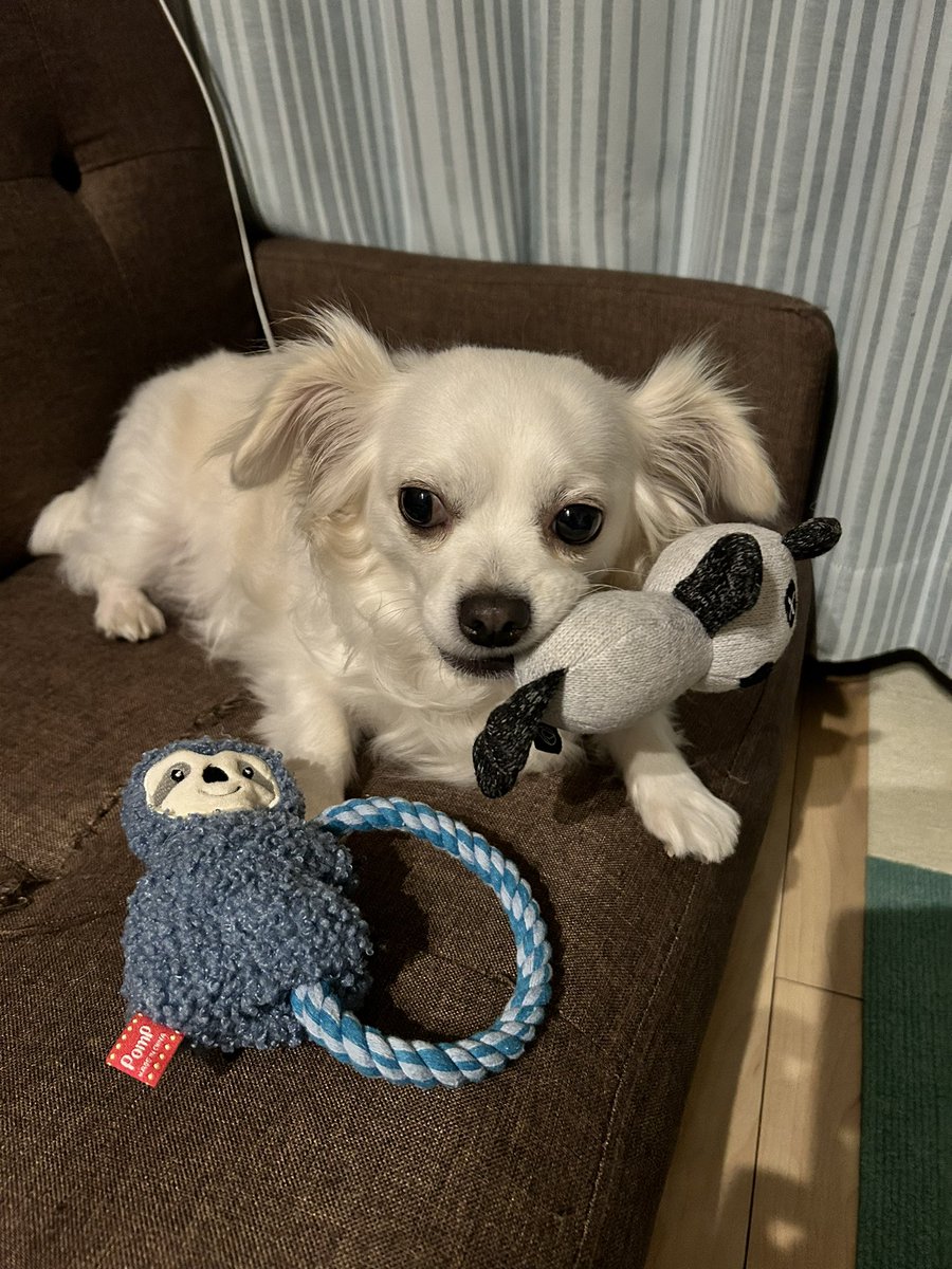 comcomcomg's tweet image. おにいちゃんって なんだ？
よくわからないけど ぼくのおもちゃで いっしょにあそんだらいいのかな