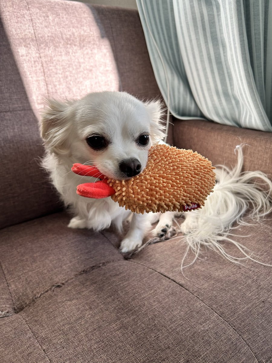 comcomcomg's tweet image. おにいちゃんって なんだ？
よくわからないけど ぼくのおもちゃで いっしょにあそんだらいいのかな