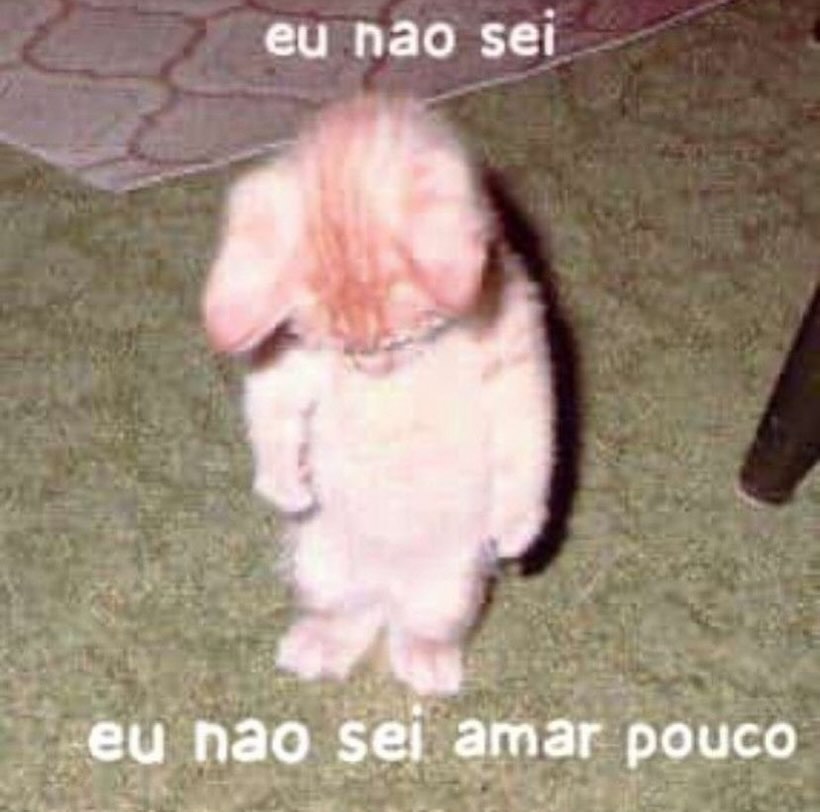 perfil dedicado a gatinhos e peitos (@odeiootaco) on Twitter photo 