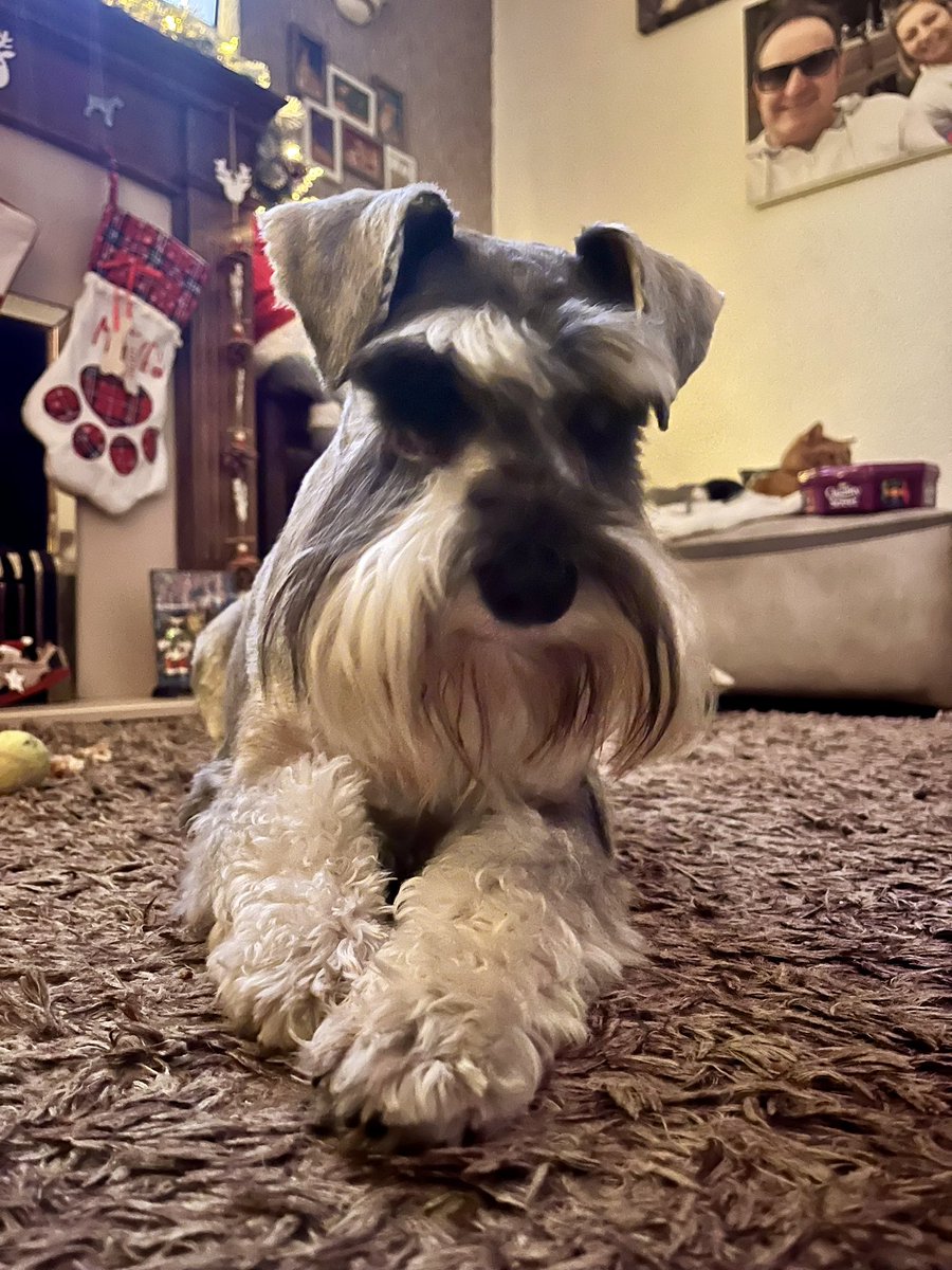 What?!! Krissymas iz over huh 🤔 Butz we likez da decoraschunz 🎅🏼🎄🤪😂👊🏼🐾🐾 #SchnauzerGang ❤️💙 #schnauzer #ChristmasEve 🐾🐾💕