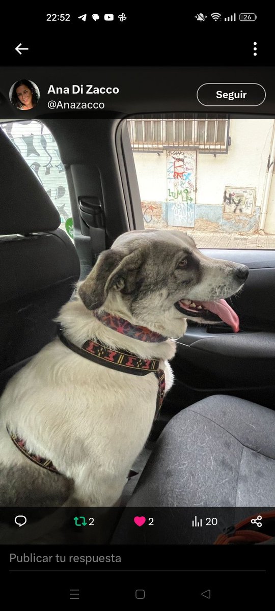 OpenEye95053629's tweet photo. #BRIANNA 💖
PRECIOSA MASTINA DE 2 AÑOS
busca hogar en #Barcelona y alrededores, es buena, cariñosa y tranquila, la mejor compañía 
para una familia 🐶🐾🏠💕
Cto @Anazacco    #perros
#Adopta  #AdoptaNoCompres https://t.co/m4xilLp0Fw