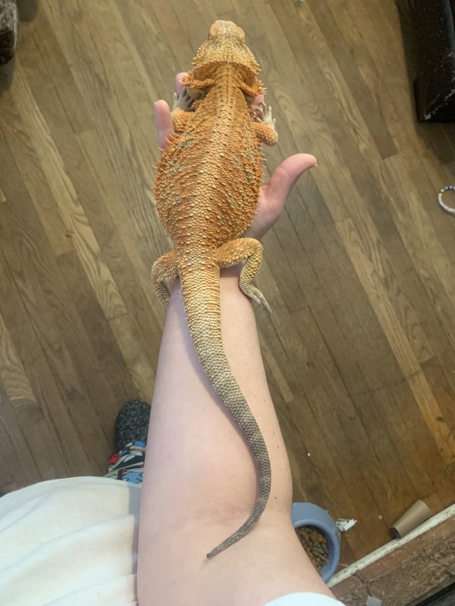 26Katb's tweet photo. My baby boy passed the rainbow today. 😭 V I am going to miss you so dang much. I’m so glad I spent two hours holding you and cleaning your tank and getting you a bath today. 😭 #Viserion #MightyDragon https://t.co/mRjyBRQnxV