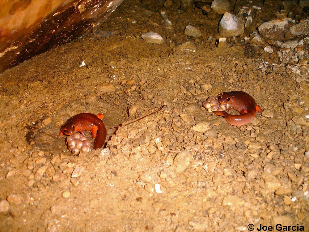 Emily Taylor tweet media