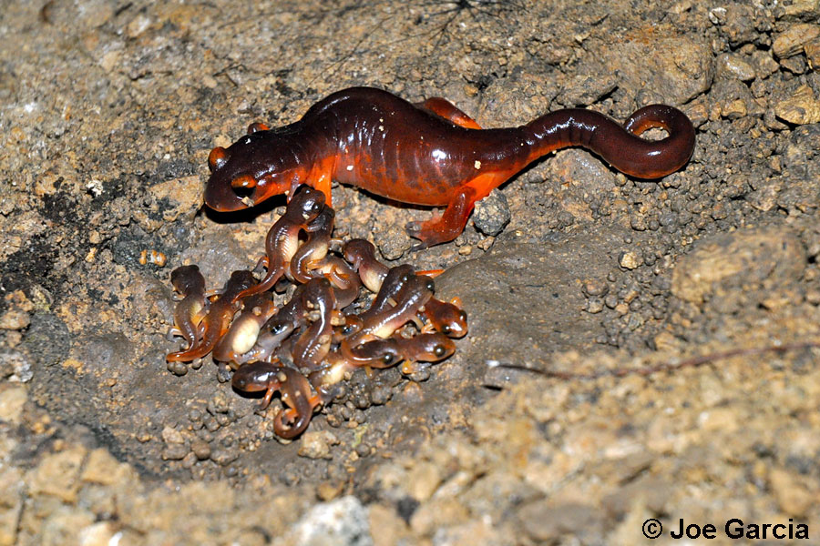 I have salamanders on the brain! Did you know that some salamanders mamas, like the Ensatina, stay with their eggs until after they hatch? Look at these pics of two mamas found under a board in Monterey Co., Calif. 📷 Joe Garcia on CaliforniaHerps.com