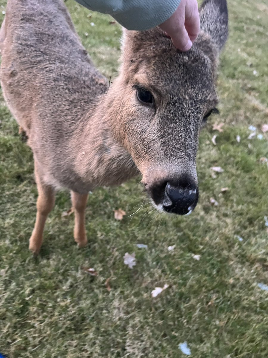 Hayden the deer whisperer!
#tootame