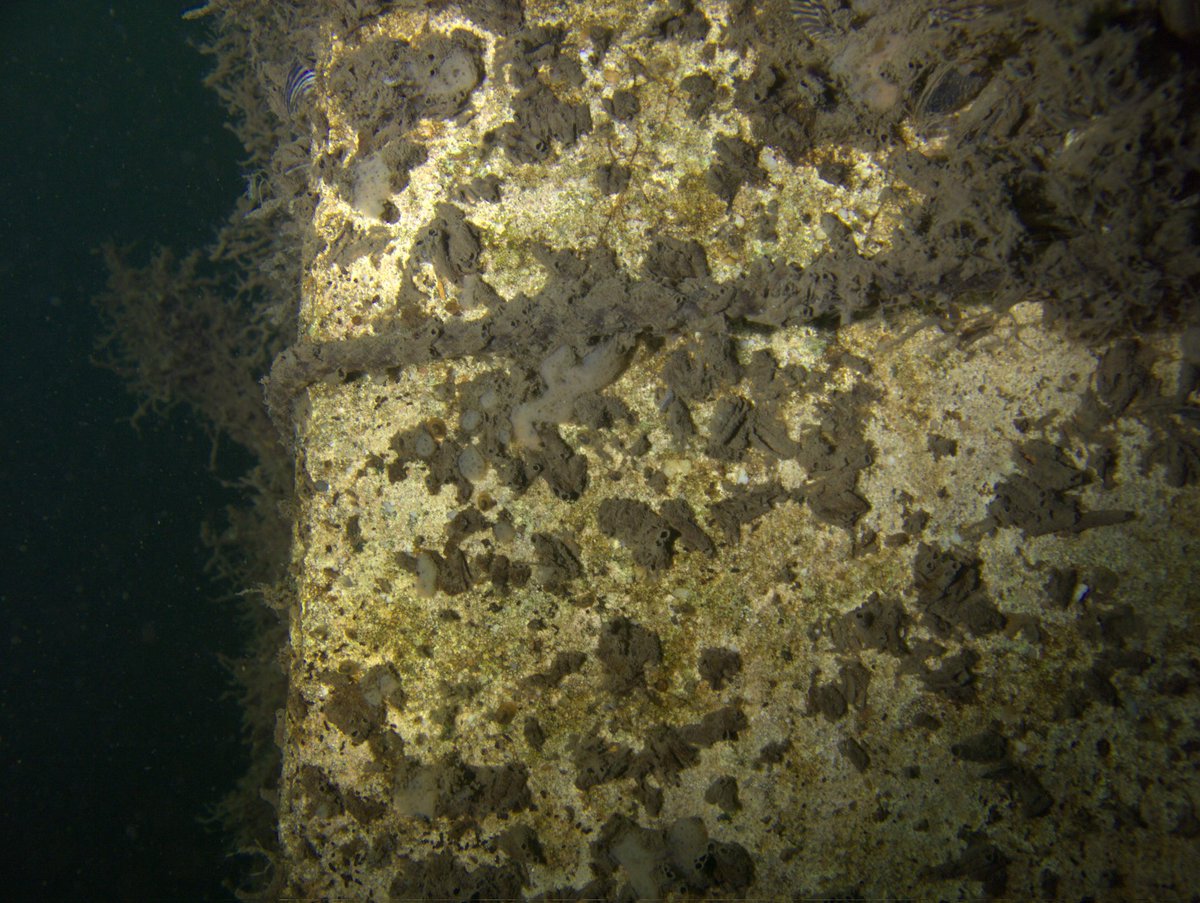 pbhbos's tweet image. Just taking random photos of my 3 mtr depth underwater station. Happened to zoom in looking at #freshwatersponges when I see two  #freshwater #limpets. I would say pretty deep! Has anyone seen limpets at 3 mtr depth? 
#lakes #Ancylus #gastropoda