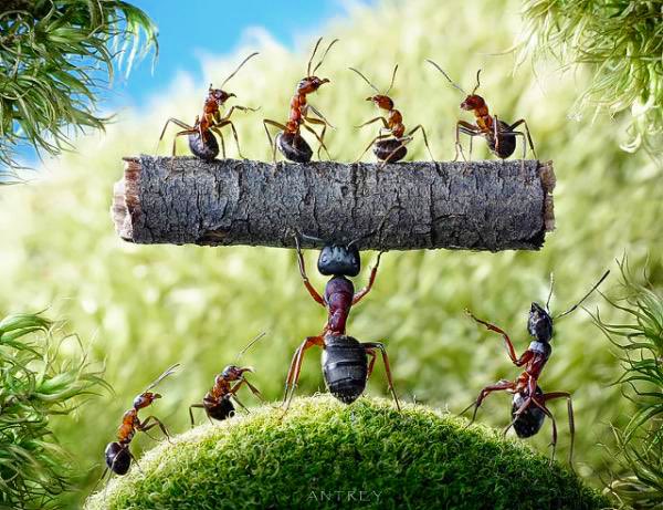 CiviqueEtmoral's tweet photo. #Pwoveb 6V6:Ou menm parese, al pran leson nan men foumi yo. Ale wè jan y'ap viv pou ou manyè konprann lavi.✍️✍️✍️
#LaBib https://t.co/zYLtAYGGYO