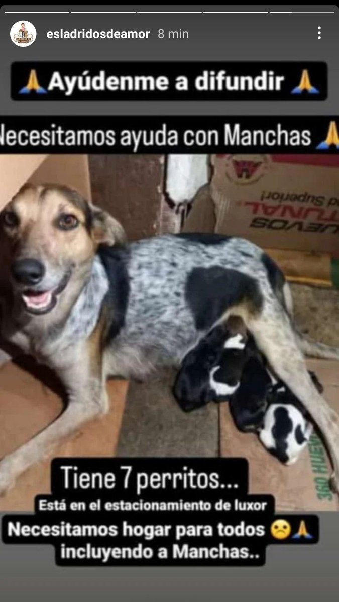 DIFUNDIR. ESTADO GUÁRICO. SAN JUAN DE LOS MORROS. MUNICIPIO JUAN GERMÁN ROSCIO NIEVES.  PERRITA SE ENCUENTRA EN SUPERMERCADO LUXOR, CON SUS HIJOS. NECESITA ADOPTANTES RESPONSABLES. UN HOGAR AMOROSO. <a href="/CanalAnimal/">Canal Animal</a> <a href="/asoc_vpla/">VoluntariosxAnimales</a> <a href="/DUINCONSUELOC/">2C@#DUINCONSUELOC</a>