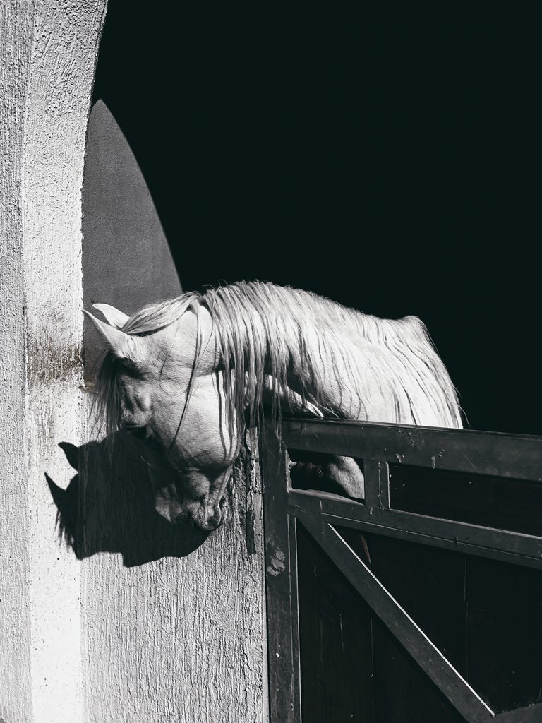 _Horselife's tweet photo. https://t.co/r1bIGehIH9