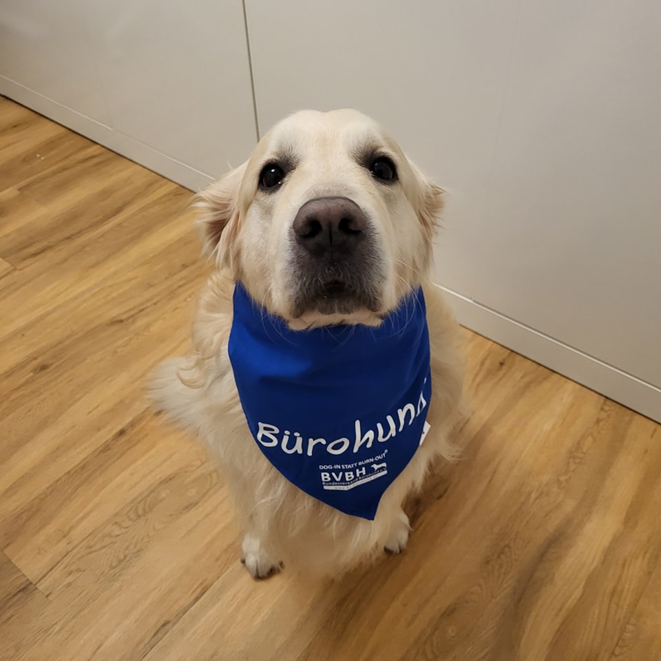 Bundesverband Bürohund e.V. Dog-In statt Burn-Out tweet media