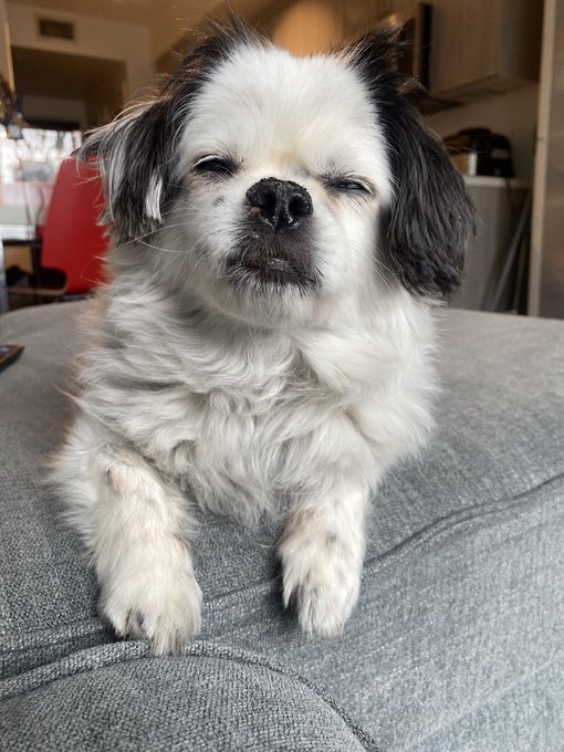 Miss Moo is here to bless your timeline https://t.co/hSaUHJ676u