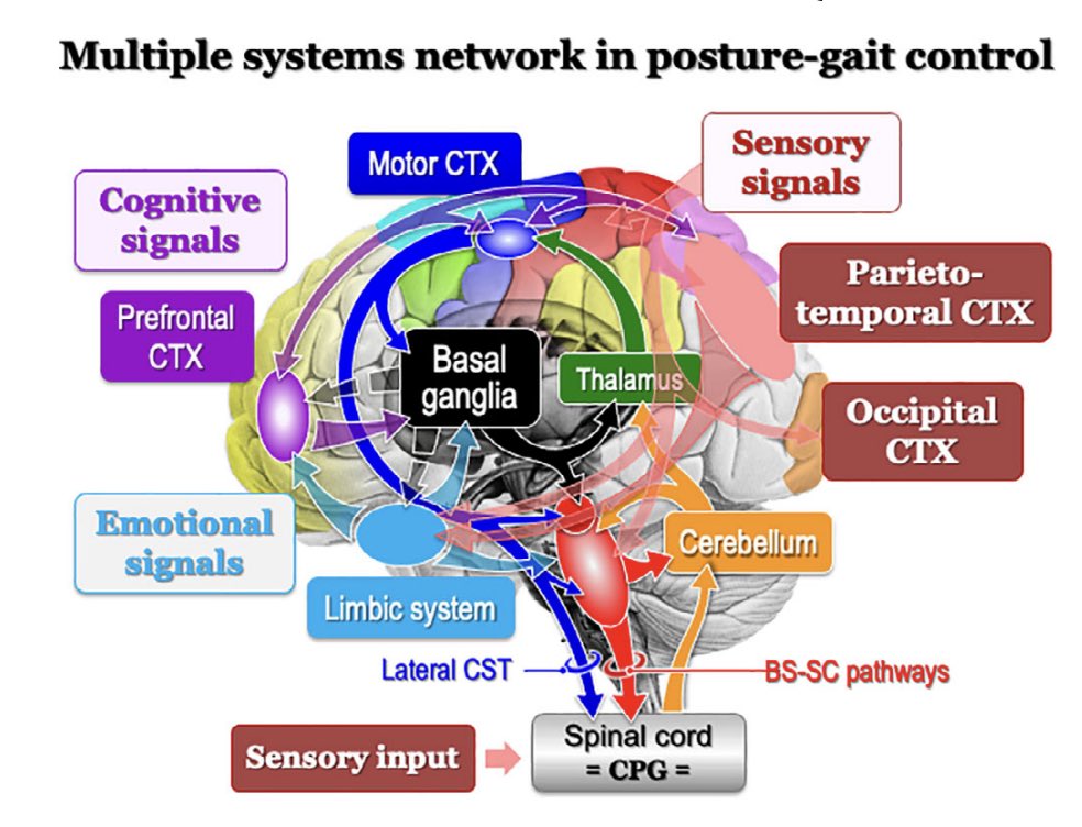 AlissaHigMD's tweet photo. Walking is complicated.

This figure is a great reminder that non-motor symptoms, like cognition &amp; anxiety, are heavily intertwined with motor symptoms, like walking &amp; freezing, in PD. 
#MedEd #NeuroTwitter #NeuroX #MedX #MedTwitter #Neurology
https://t.co/kow2QehnTV https://t.co/z7iCuIScus