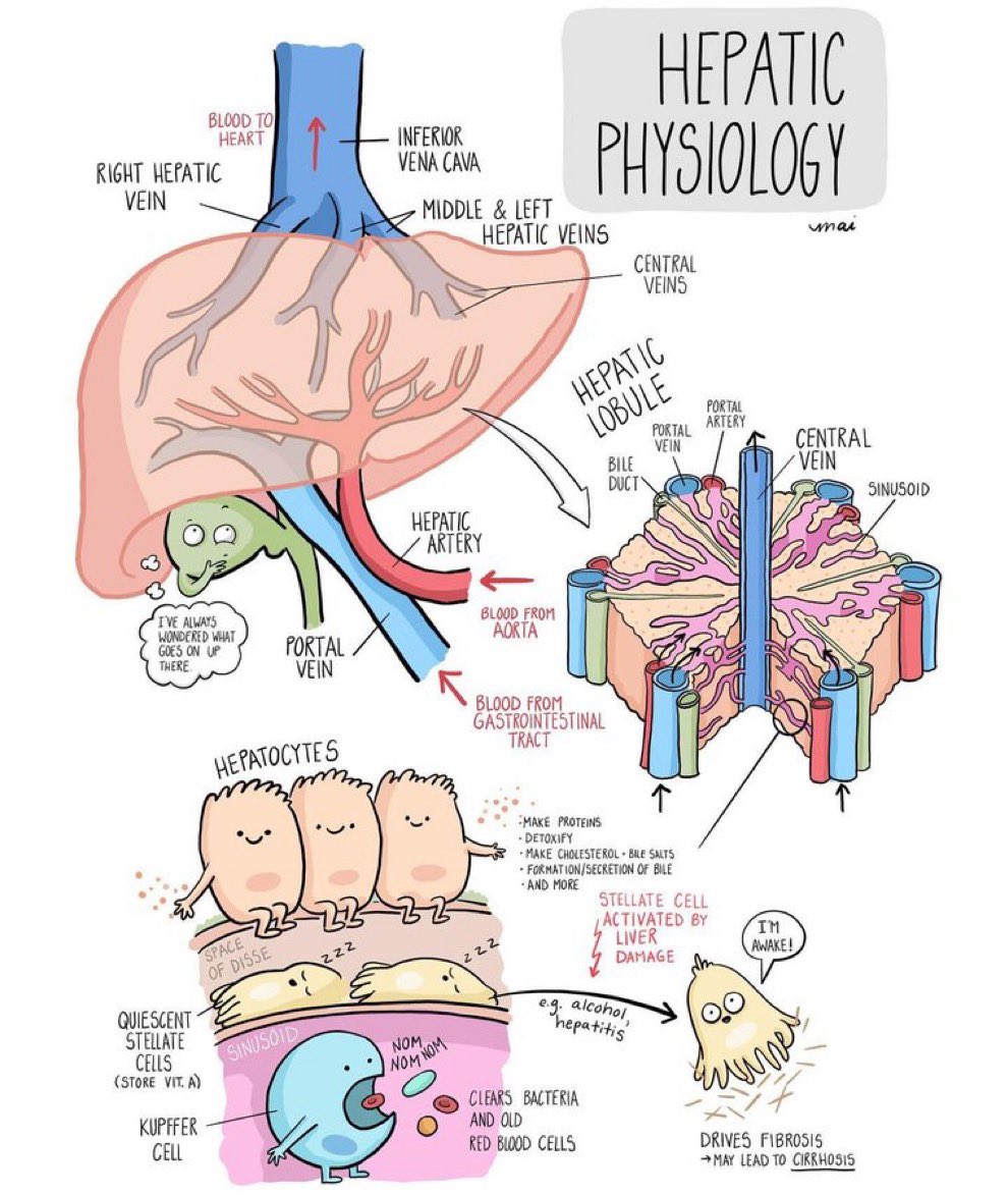 Liver physiology 😅 (via Mai Doodles) #LiverTwitter #MedTwitter #MedEd