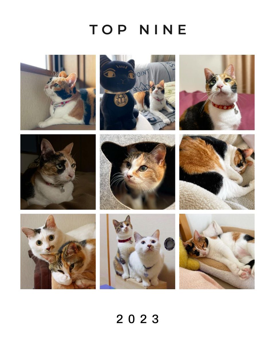 mina_mya's tweet photo. 今年もありがとうございました。
来年もどうぞよろしくお願いします。
#cat #猫 #ねこ #ぬこ #コタミケフー #虎太郎 #コタロー #コタ兄貴 #Kotaro #永遠の12歳 #ミケコ #Mikeko #ミケたん #永遠の16歳 #風胡 #Fuko #フーちゃ #top9 #bestnine
https://t.co/s7bLyJI8db https://t.co/M2BH017U3k
