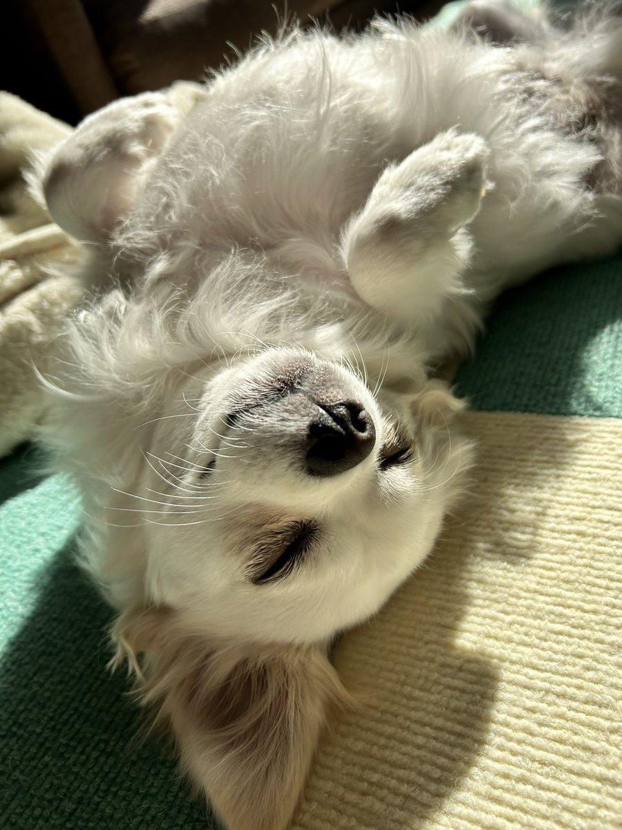 comcomcomg's tweet image. おにいちゃんになったら ぼくはかいぬしひとりじめ できなくなるのかな
でもきっと たのしいことも おいしいものもあるはず！
らいねんも どうぞよろしく おねがいします

#いぬのいる暮らし #チワックス #こむぎ