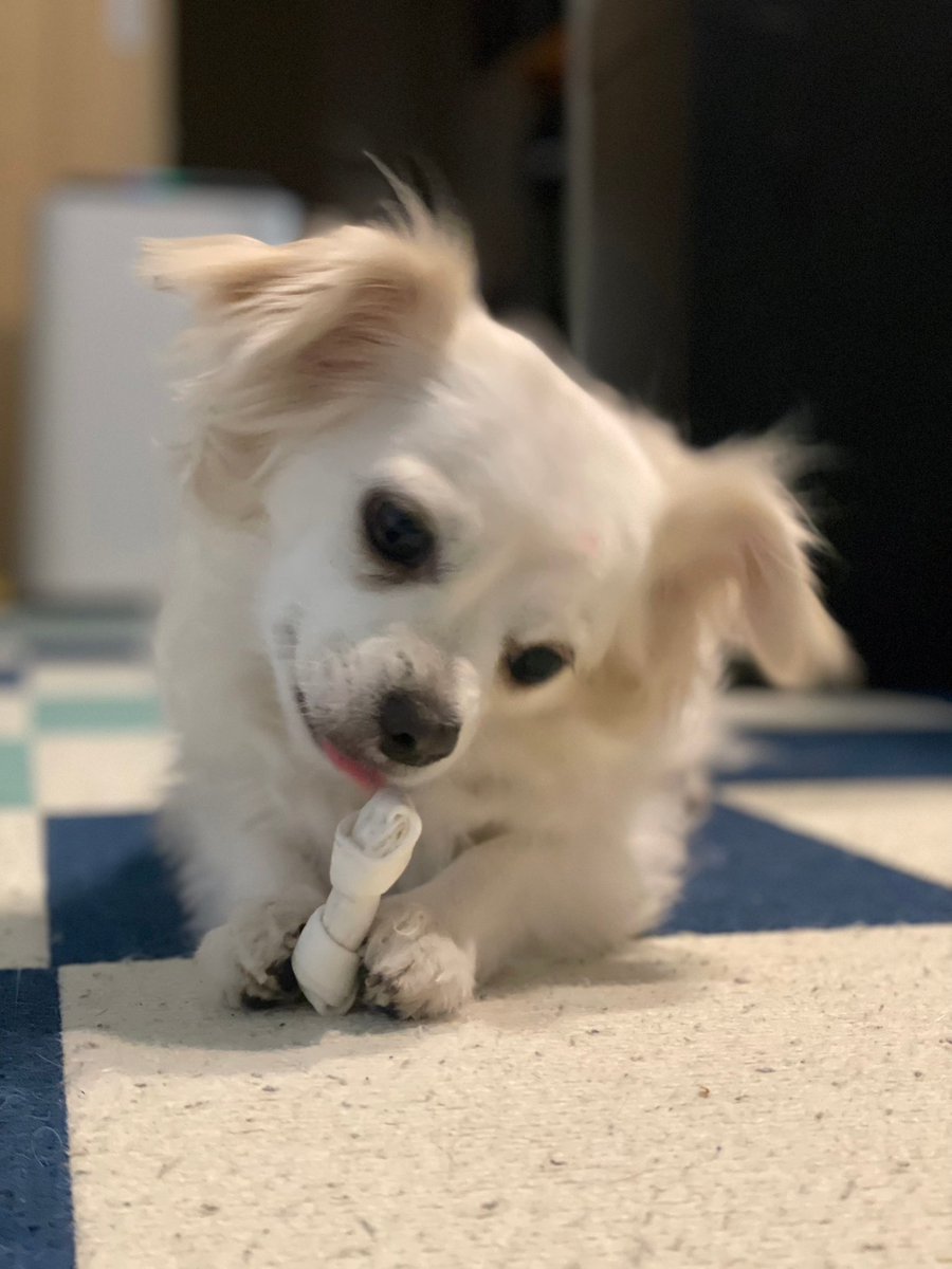 comcomcomg's tweet image. おにいちゃんになったら ぼくはかいぬしひとりじめ できなくなるのかな
でもきっと たのしいことも おいしいものもあるはず！
らいねんも どうぞよろしく おねがいします

#いぬのいる暮らし #チワックス #こむぎ