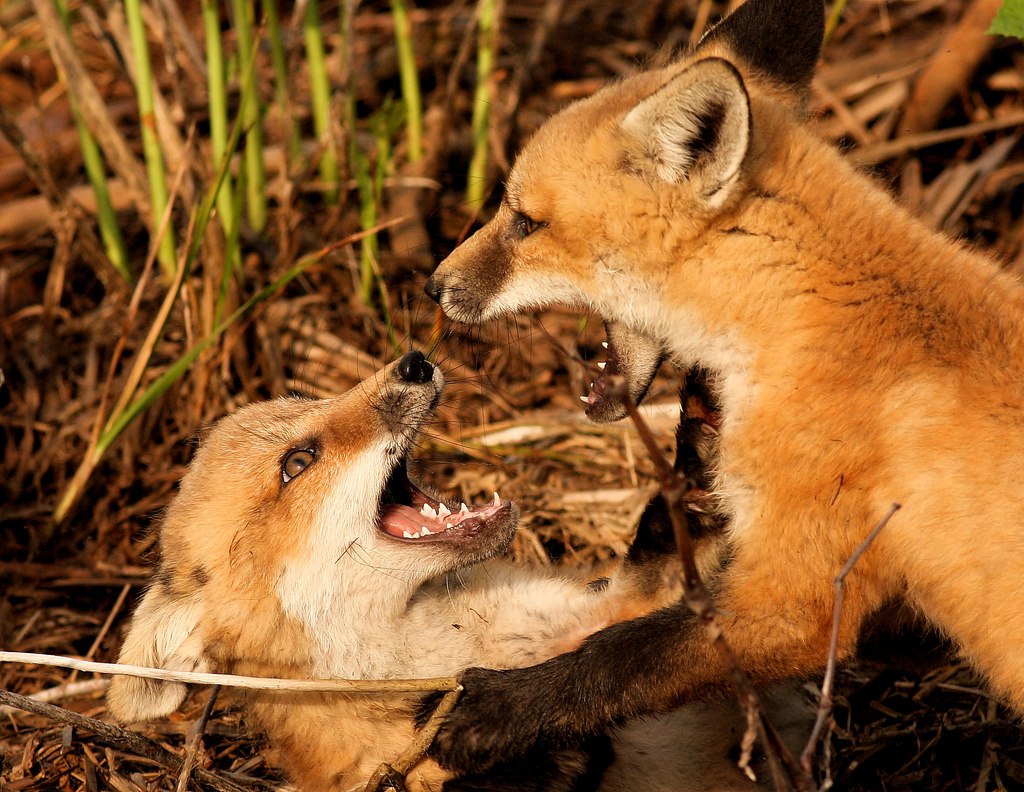 Hourlyfoxes tweet media