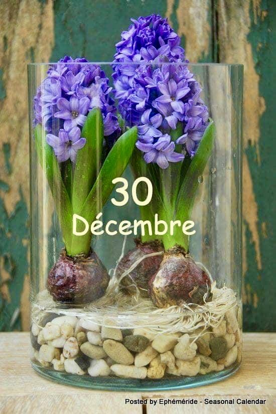 December 30 🪻🪻🪻 #flowers