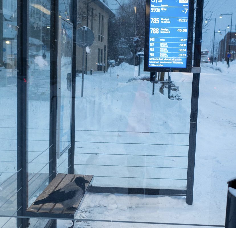 DailyCorvids's tweet photo. Just waitin' for the bus, nothing to see here https://t.co/f1YJ4R7rMB