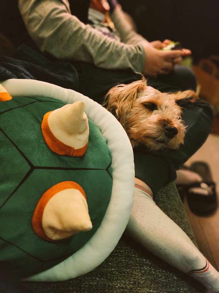 PyroRat18's tweet image. This beautiful potato dog has claimed my shells as his personal pillows.
#mario #nintendo #dog #gaming
