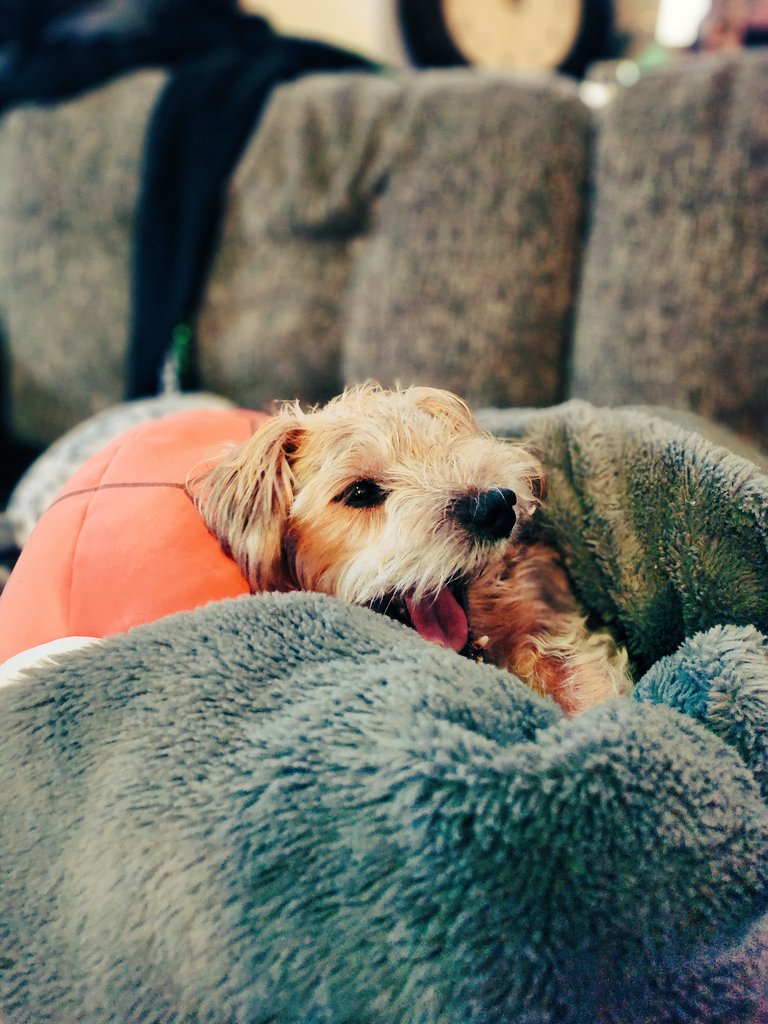PyroRat18's tweet image. This beautiful potato dog has claimed my shells as his personal pillows.
#mario #nintendo #dog #gaming