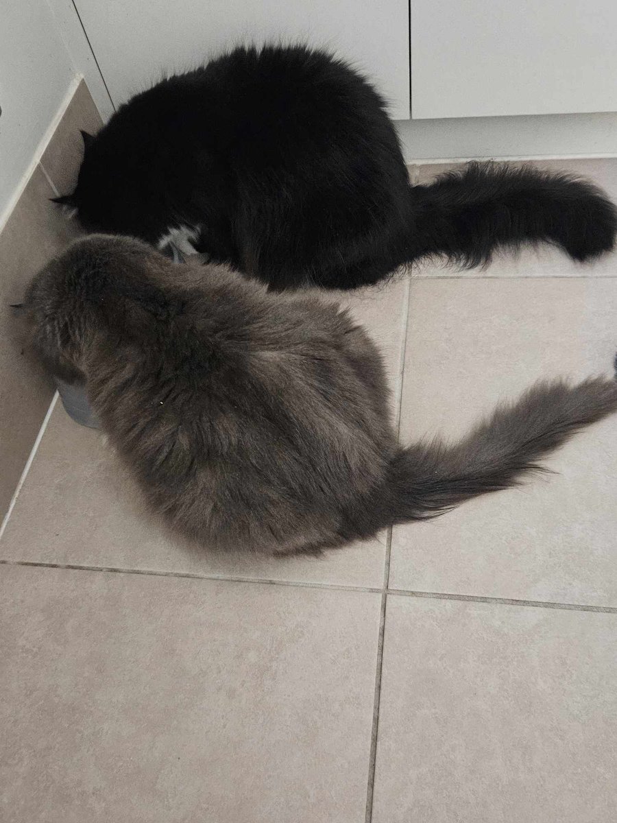 Tail of Two Kitties, by Edmund Wells.