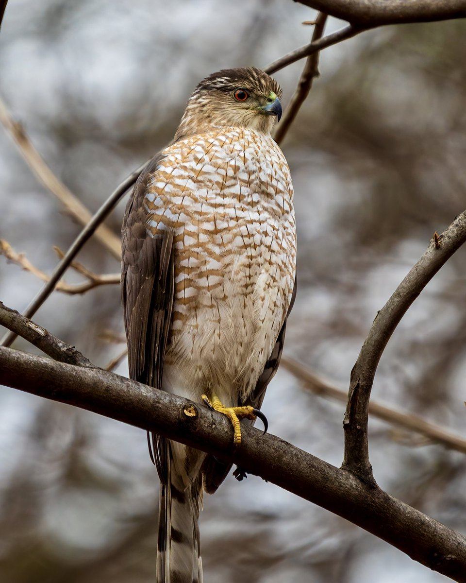 Coopers Hawk
📍Van Cortlandt Park
12/30/2023
.
#Birdbx #birding #BirdsOfPrey #wildlife #nature #vcp #vancortlandtpark