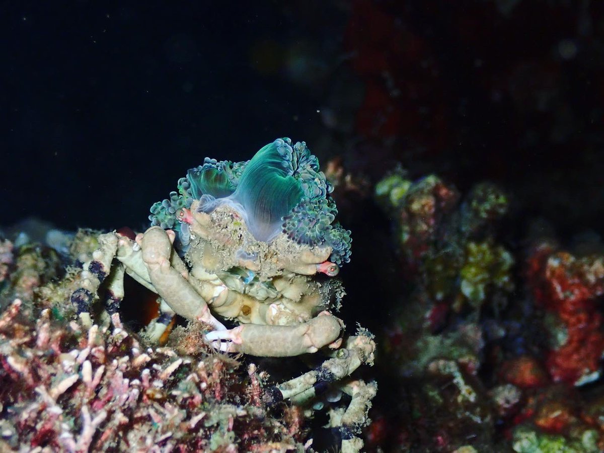 ClaassensLouw's tweet photo. All dressed up and ready to say good bye to 2023! #decoratorcrab #crustacean #timorleste #teaminvert #marineinvert https://t.co/Nq1qxIX6UX