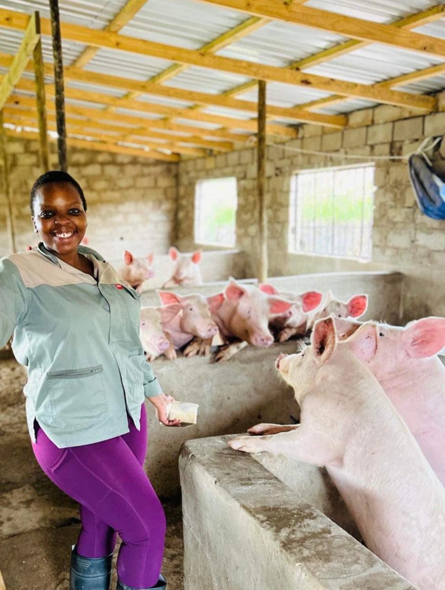 Agric_young's tweet photo. My name is Siphelele Siyaya (28). I’m a pig farmer & founder of Madlikivane #Piggery, from KwaNongoma in KZN. I’m also a teacher with passion for #farming. I sell pigs, pork, pork sausages & pork sausages.
☎️082-875-6705
#agriculture #piggeryfarm #farm #pigs #NewYear2024 #newyear https://t.co/5Z144dNM5l