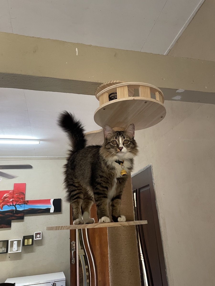 yemmeow's tweet photo. Pick me girl merasmikan cat tree baru https://t.co/7F52cr4PuU