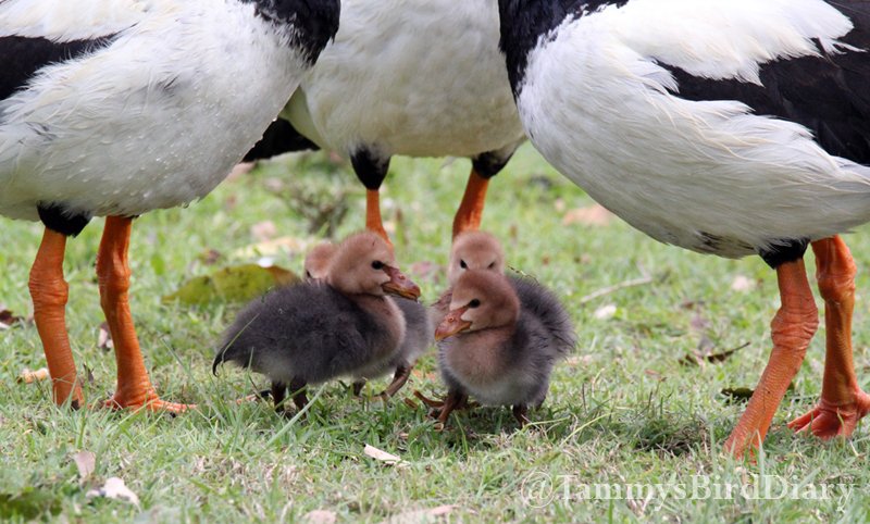 Baby magpie geese at Lake Alford Park (Gympie) recently #birds #birdtwitter #birdwatching #birding #Ozbirds #TwitterNatureCommunity #birdphotography #WildOz #ThePhotoHour