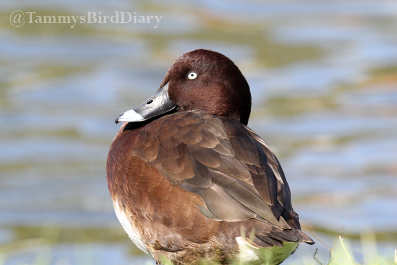 A hardhead at Lake Alford Park (Gympie) recently #birds #birdtwitter #birdwatching #birding #Ozbirds #TwitterNatureCommunity #birdphotography #WildOz #ThePhotoHour