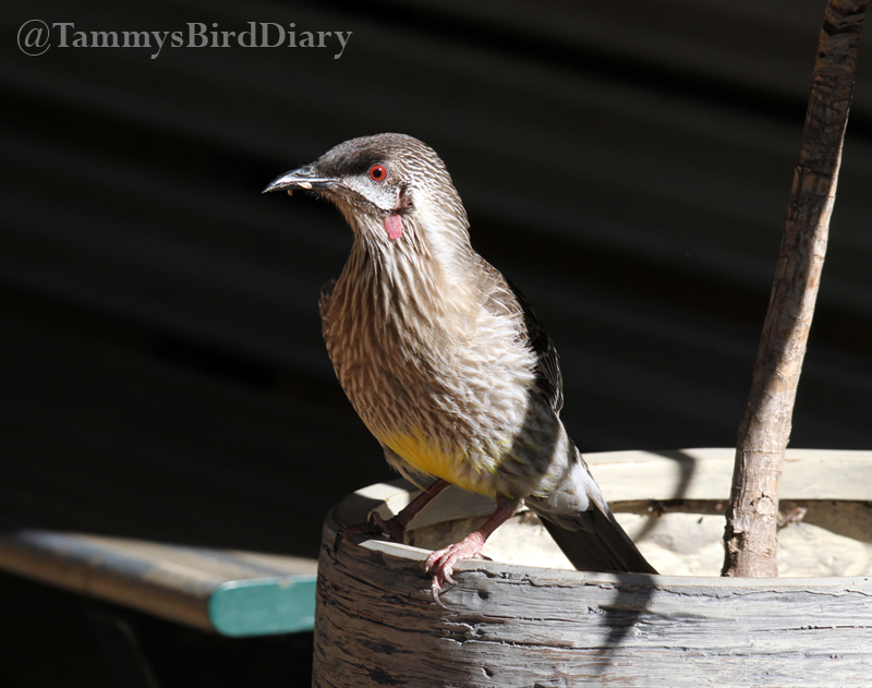 A red wattlebird at the Tamworth Botanic Gardens recently #birds #birdtwitter #birdwatching #birding #Ozbirds #TwitterNatureCommunity #birdphotography #WildOz #ThePhotoHour