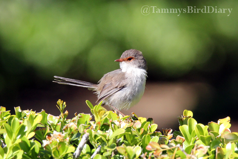 A superb fairywren at the Dubbo Regional Botanic Gardens recently #birds #birdtwitter #birdwatching #birding #Ozbirds #TwitterNatureCommunity #birdphotography #WildOz #ThePhotoHour