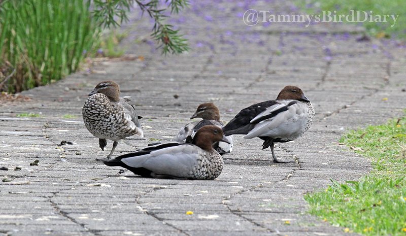 Australian wood ducks at See Park (Grafton) recently #birds #birdtwitter #birdwatching #birding #Ozbirds #TwitterNatureCommunity #birdphotography #WildOz #ThePhotoHour