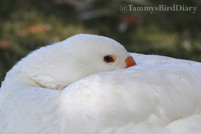 A domestic goose at Lake Alford Park (Gympie) recently #birds #birdtwitter #birdwatching #birding #Ozbirds #TwitterNatureCommunity #birdphotography #WildOz #ThePhotoHour