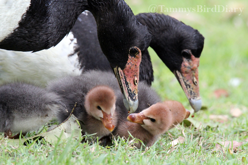 A family of magpie geese at Lake Alford Park (Gympie) recently #birds #birdtwitter #birdwatching #birding #Ozbirds #TwitterNatureCommunity #birdphotography #WildOz #ThePhotoHour