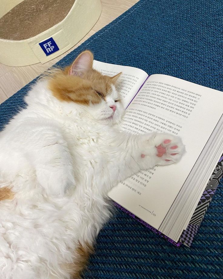 brenashees's tweet photo. halloo all! i'm brena and i'm new in #studytwt 

☘︎ she/her
☘︎ english literature student at UB
☘︎ love cat a lot

let's be moots by like and rt this post<33
#collegetwt #studyacc #lifetwt https://t.co/J7o9sHhnOI