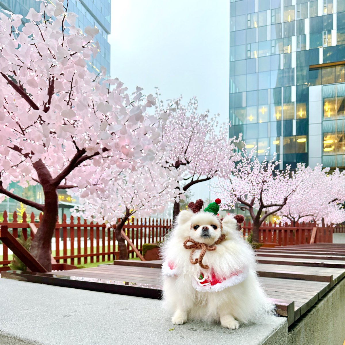 mochi_TeacupPom's tweet image. Early cherry blossom at Nitro Enchanted Forest @southlakeunion 🌸
#nitronorth #dogsofseattle #dogsofslu #dogsofpnw #doginreindeerhat #dogcrochethat #handmadewithlove #dogscarf #seattle #pomeranian #포메라니안 #ポメラニアン #シアトル #犬用ケープ #犬用クリスマス衣装 #トナカイ犬