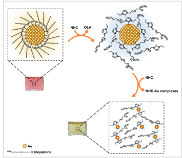 MattoussiGroup's tweet photo. Check our latest report (@ChemistryFsu) which probed the ability NHC-PEG molecules to etch and even digest AuNPs. It tested the competition between NHC-Au coordination and covalent Au-Au binding. Congrats to Neda and Zhicheng who led the effort. https://t.co/wRuqGYSkif https://t.co/7XjDEYCHeg