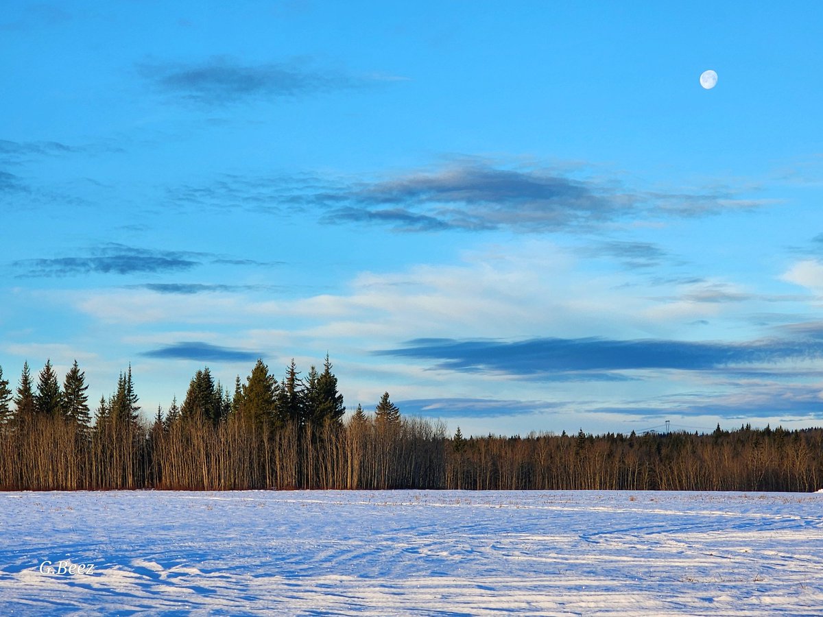 Moon in the morning over the expanse of snowy pasture on my morning walk.  Thank you twitterpals for all your photos, conversation, kind words and giggles over this year, Happy New Year to you.🙂🥳🎉#sharejoy