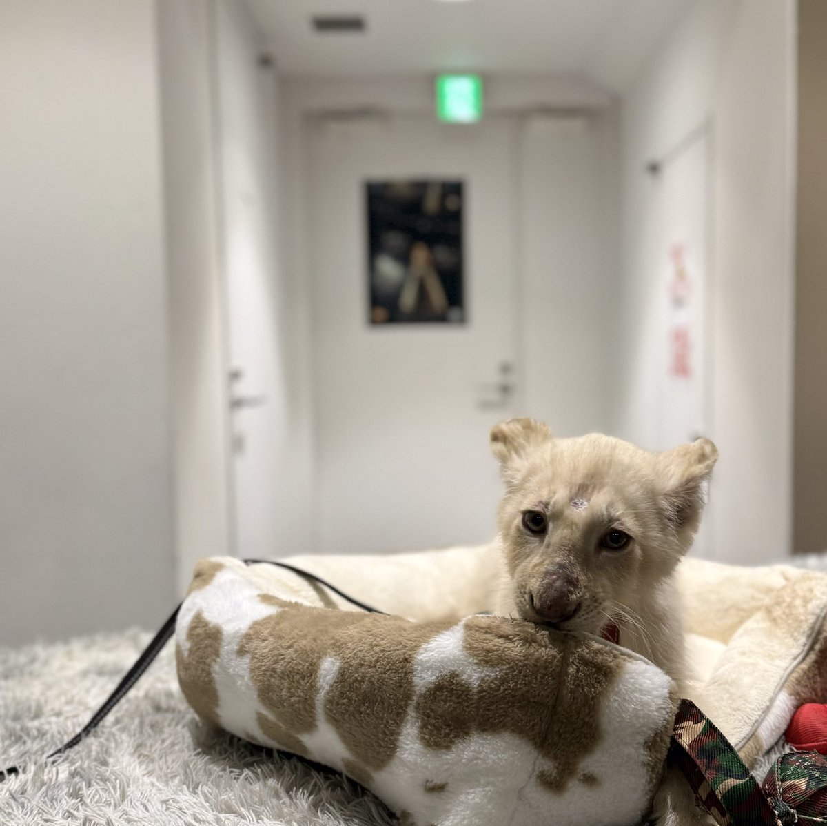 team_emi2's tweet photo. 初参加、yucatツアーライブ無事完走。
楽屋も移動もワイワイと楽しかったです!
ファイナルはプリンセス天功さん登場。
ホワイトライオンのKINGくん。
なでなでと肉球さわらせてくれました。
また呼んでくれるかなぁ
スタッフ様もありがとう
#yucat
#Manipulator
#PlaybackEngineer
#fitear https://t.co/3sUV6ImYG0