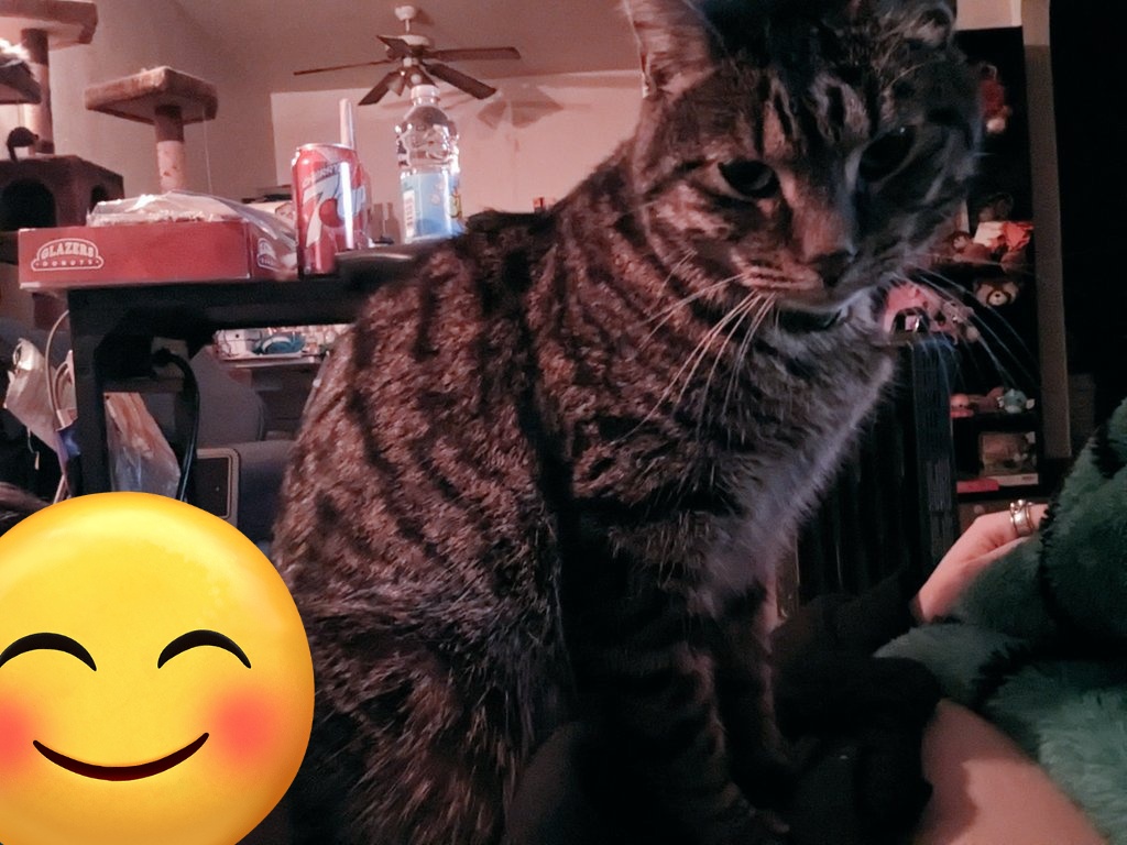 cookieandmochi_'s tweet photo. momo rool # 1 taking care of hooman: sit on them and take an nap and make them take an nap wif u it helps I prommie https://t.co/s7DuWr6rHl