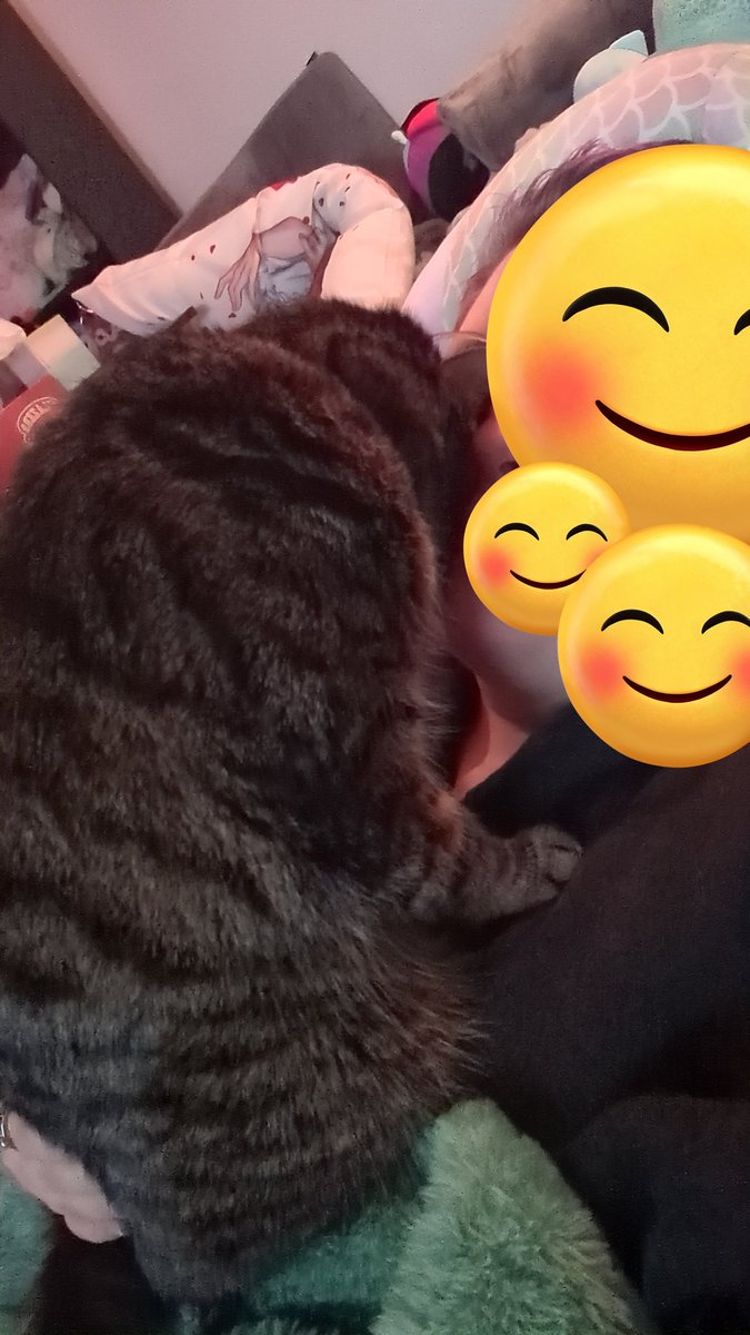 cookieandmochi_'s tweet photo. momo rool # 1 taking care of hooman: sit on them and take an nap and make them take an nap wif u it helps I prommie https://t.co/s7DuWr6rHl