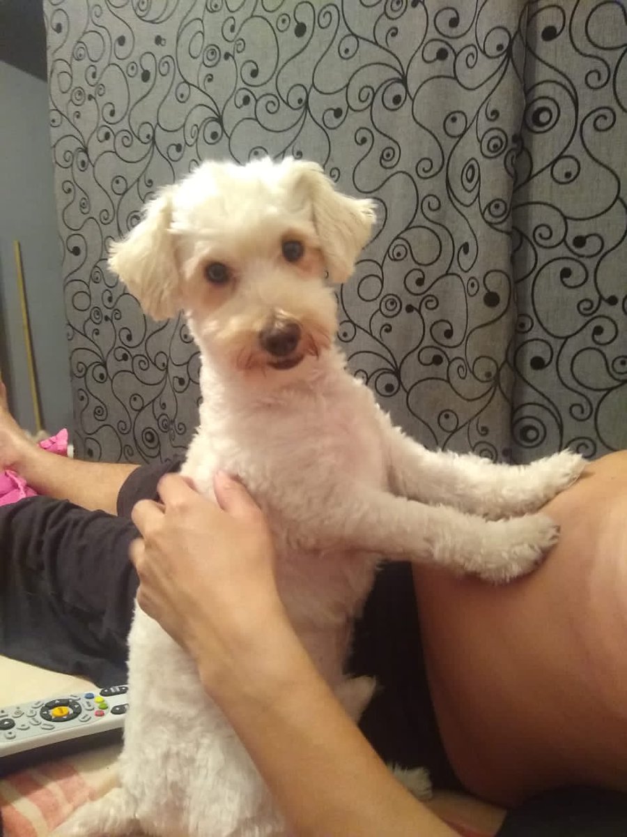 Su familia no ha dejado de buscarlo. Difundamos para un pronto reencuentro RP <a href="/gaby201187/">Gaby Rodriguez</a>: aún lo buscamos desde el 17 de noviembre es macho ya viejito ... Zona Cementerio santa Rosalía .. Caracas .. ayúdanos a qué regrese a casa por favor. Gracias. 0426 304 20 46