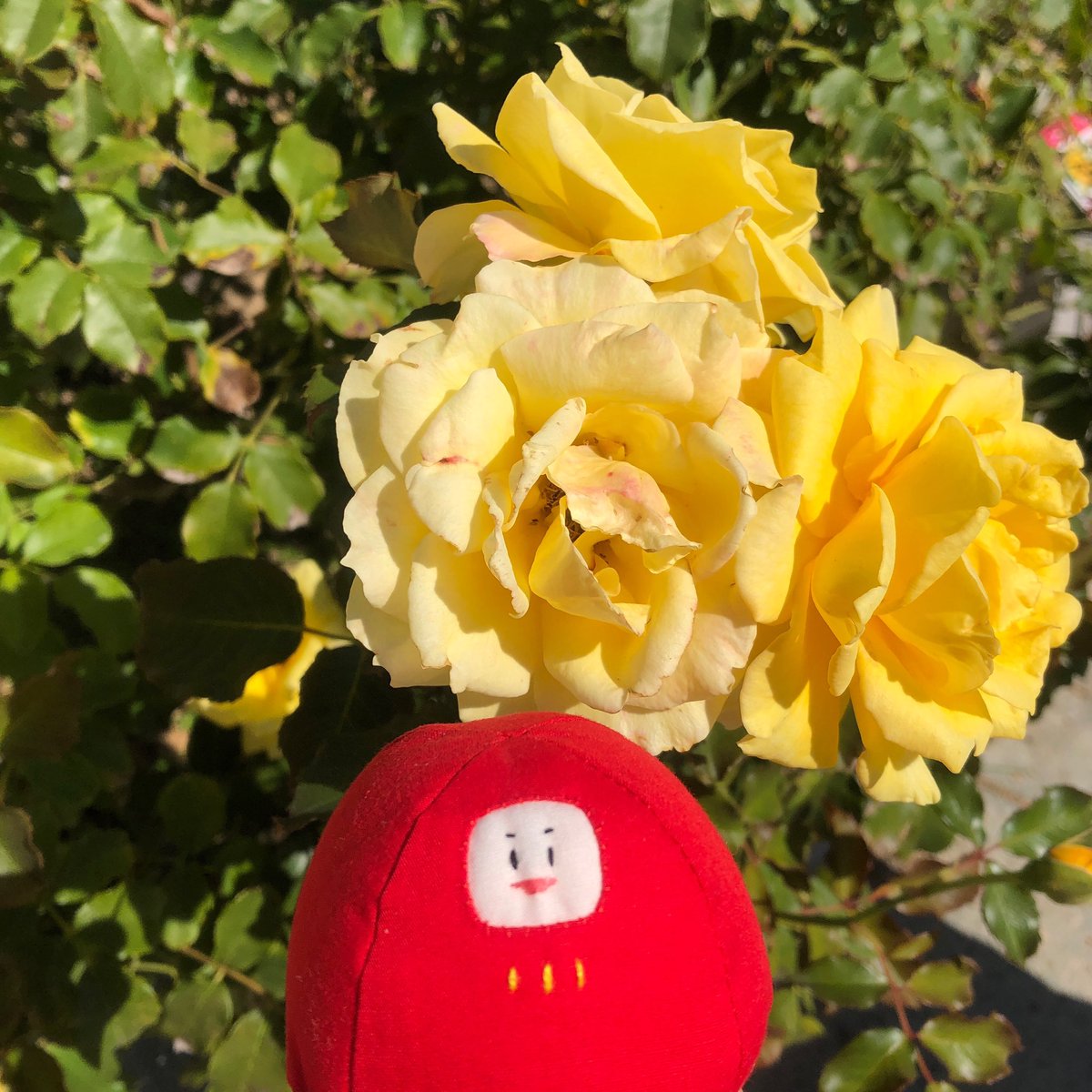 gomamomi's tweet photo. 本年も一年ありがとうございました
また来年も色んな場所にも行けたらな
と思いつつ、良きペースで頑張れれば
と、思っております。
⁡
本当に2023年も沢山の感謝です🙏
ありがとうございました！
⁡
#ダルマさん
#2023年ありがとう https://t.co/jHmhJKBitI