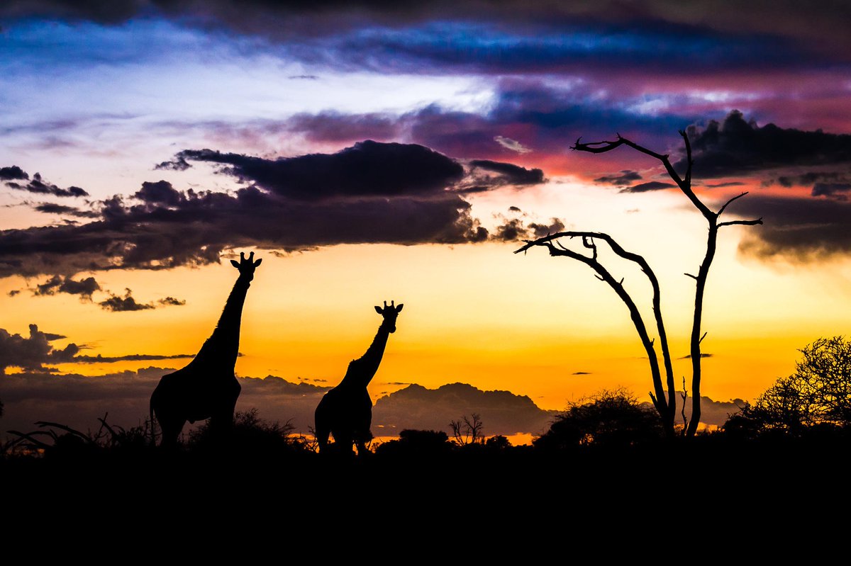 jrnyww's tweet photo. The sun setting on 2023...
incredible image sent to us from Mombo Camp in the Okavango Delta, Africa.
A beautiful end to the year, may 2024 bring many more stunning colours, images, journeys and fun.

Image ©Wilderness Safaris #safariafrica #journeysworldwide https://t.co/z6ZhjwWrtr